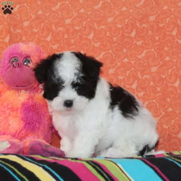 Abigail, Maltipoo Puppy